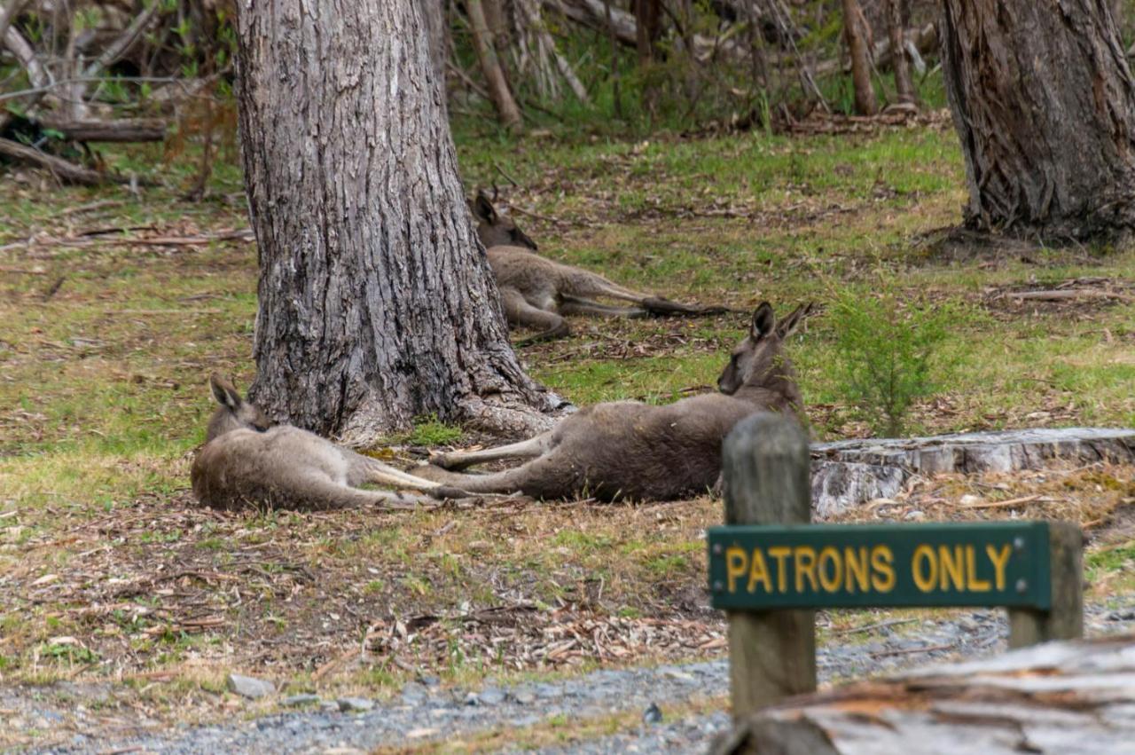 Wonderland Cottages Halls Gap Bagian luar foto